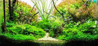 Aquarium Lighting Co2 For The Planted Tank Tfh Magazine