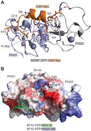 Atypical histone targets of PHD fingers - Journal of Biological Chemistry