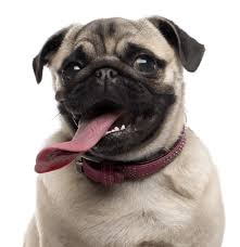 In addition, it has been a fairly new mix, breeders are still trying to tweak its look to reach a perfect standard. Pug Puppies For Sale Adoptapet Com