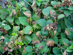 Image result for Cercospora hydrangea
