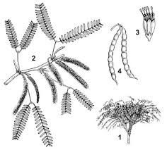 Image result for Prosopis juliflora