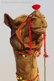 To see a herd of camels on the desert, denotes assistance when all human aid seems at a low ebb, and of sickness from which you will arise, contrary to all expectations. Camels