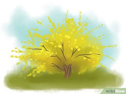 We did not find results for: How To Root Forsythia 5 Steps With Pictures Wikihow