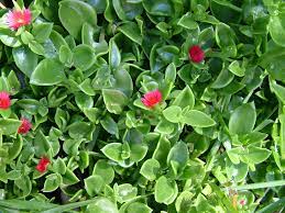 Great ground covers ep 18 (31.05.2013). Groundcovers Agriculture And Food