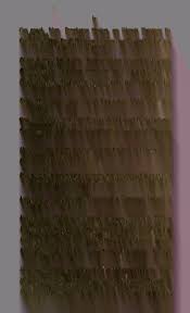 Image result for Indigofera fuscobarbata