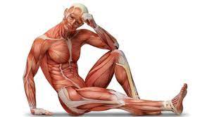 This quiz focuses on the 23 largest muscles—the ones that account for most of your mobility and strength. Where Is The Longest Muscle In The Trivia Questions Quizzclub