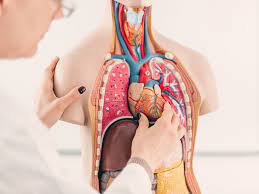 Organs are organised into organ systems. Organs In The Body Diagram And All You Need To Know