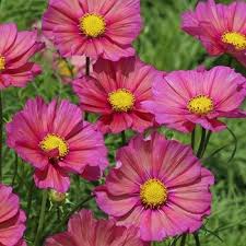 Cosmos Xsenia Cosmos Bipinnatus Seeds Select Seeds Easiest Flowers To Grow Flower Seeds Unusual Flowers