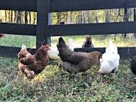 Chickens & Cows – Farm Fresh For Life – Real Food for Health & Wellness