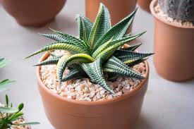 Image result for Haworthia limifolia