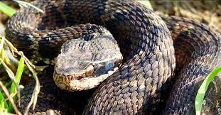 Vibora Mamushi E Uma Das Mais Venenosas Do Mundo Snake Ryukyu Islands Species