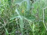 Image result for Corallocarpus welwitschii