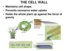 Cells the uptake of water by cells generates a pressure known as turgor. Cells Size Does Matter In How They Function Ppt Download