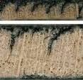 Rotary cut beech veneer cross section with lathe checks—a 1 ...