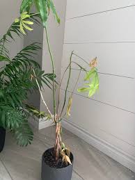 Image result for Pachira glabra