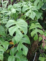 Rhaphidophora Tetrasperma Mini Monstera Plant In 2x2x7 Pot Tc Plants Fast Growing Plants Plant Goals