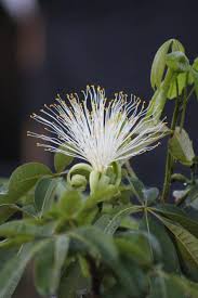 Image result for Pachira glabra