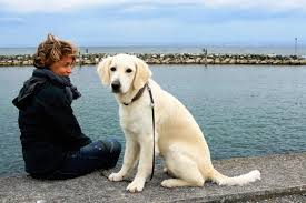 Cada 21 de julio se celebra el día internacional del perro. Dia Internacional Del Perro Guia