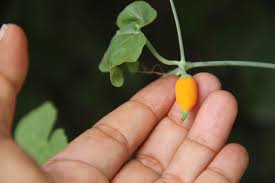 Image result for Corallocarpus epigaeus