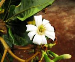 Image result for Buchnera chimanimaniensis