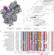 In an animal cell 70s ribosomes are seen in. Numerous Cultivated And Uncultivated Viruses Encode Ribosomal Proteins Nature Communications