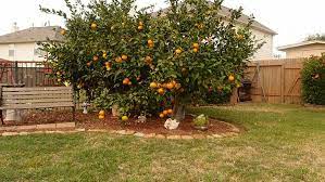 9 of the best trees for small yards. Fruit For Thought Your Essential Guide To Growing Fruit Trees