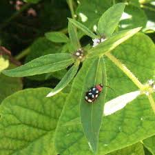 Image result for Spermacoce congensis