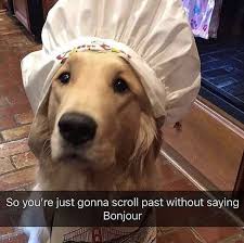 Omelette Du Fromage Cute Animals Funny Animals Funny Animal Pictures