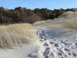 Der weiße, feinsandige und flach abfallende strand zählt zu den schönsten europas. Haus Regina Fw 2 In Prerow Ostseeklar