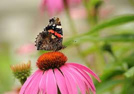 For ceremony, see sakazuki (ceremony). Admiral Und Die Entwicklung Von Der Raupe Zum Schmetterling