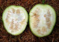 Image result for Lagenaria abyssinica