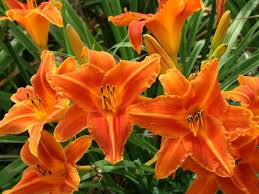 Stella de oro daylily red. Learn All About 70 Different Daylily Varieties Hgtv
