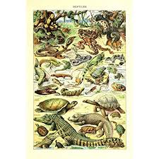 Retro Vintage Animals Species Poster Print Chart Wall Art Decor Identification Collection Reptiles Turtle Snake Biology Science Reference