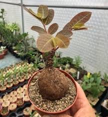 Image result for Phyllanthus mendesii