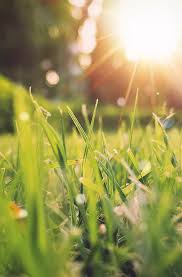 Searching for a lawn guy in edmond is a pain. Edmonton Area Snow Removal And Lawn Care Wild Rose Property Services