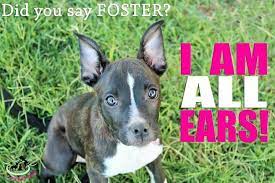 The dam is an akc registered rough collie. Crazy Pit Bull Lady Pit Bull Rescue Home Facebook