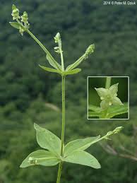 Image result for Limeum fenestratum