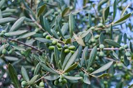 Image result for Oleaceae