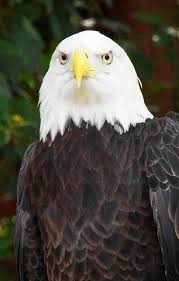 Check spelling or type a new query. Elang Botak Burung Burung Rajawali Bulu Bayangan Hitam Botak Raptor Megah Alam Hewan Pikist