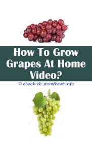 7 Wonderful Hacks How To Grow Grapes Video Grape Trellis Diy House Grape Growing Definition How To Grow The Best Grape Tomatoes How To Grow Grape Root Admirable