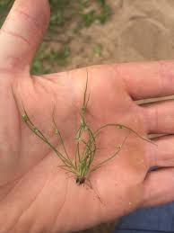 Image result for Lipocarpha micrantha