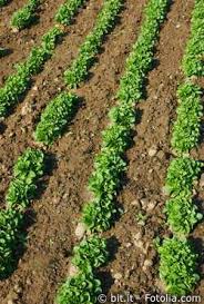 Feldsalat Rapunzel Salat Plants Farm Farm Life