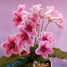 Image result for Streptocarpus goetzei