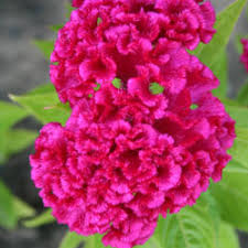 Pin On 2017 Flower Garden