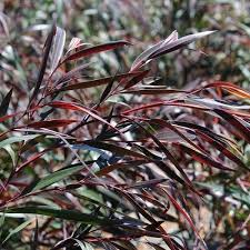 Image result for Agonis