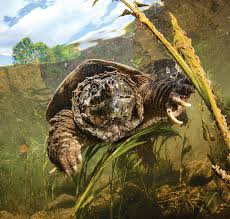 We did not find results for: New Regulations To Protect Virginia S Snapping Turtles Virginia Dwr