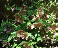 Using Photos As A Garden Journal Finegardening