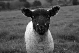 Black And White Sheep Picture Black And White Lamb In Field Photographic Print Sheep In Field Farm Animal Print Wall Art Home Decor A5 A4 A3 M Farm Animals Animals Photographic Print