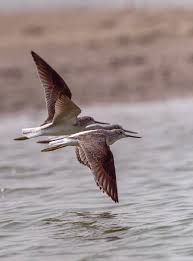 Image result for Agelanthus tanganyikae