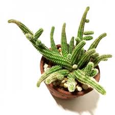 Cacti, as with other plants, should be gradually acclimated to the sun so they don't get a sunburn. Buy Peanut Cactus Echinopsis Chamaecereus Online At Plantsguru Com